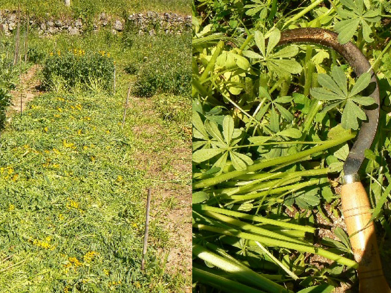 Chop and drop in the vegetable garden, how to do it.