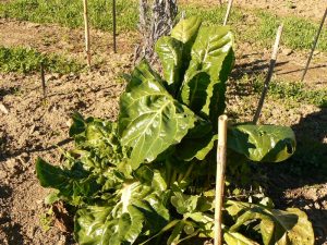 Vegetable gardening for beginners