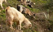 Clearing land with goats