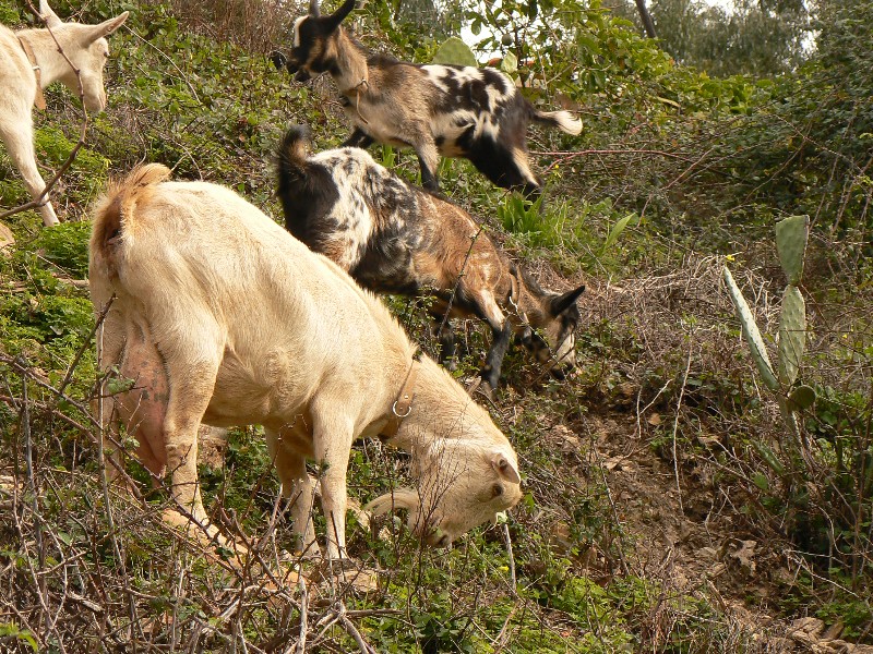 Clearing land with goats.
