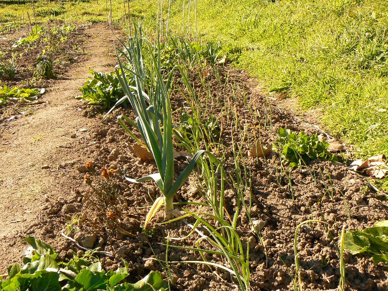 Our vegetable garden in Monchique