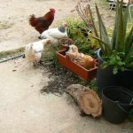 chickens in an orchard as Medfly pest control