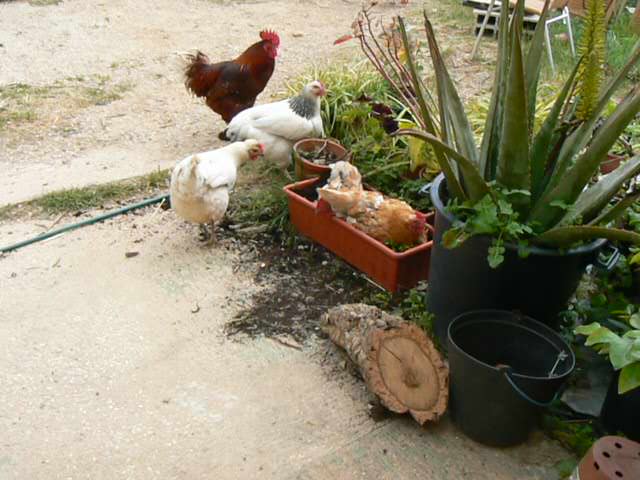 chickens in an orchard as Medfly pest control