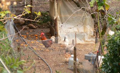 Prepare your vegetable garden with chickens