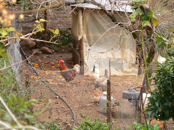 Gardening With Your Chickens