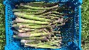 growing asparagus