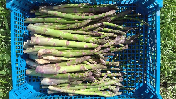 Asparagus