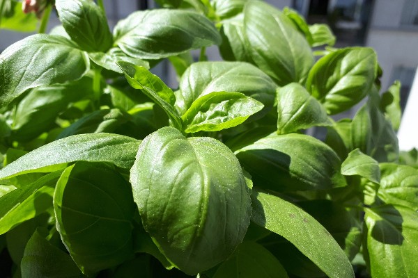 Sweet Basil Seedlings