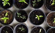 Plants growing in pots