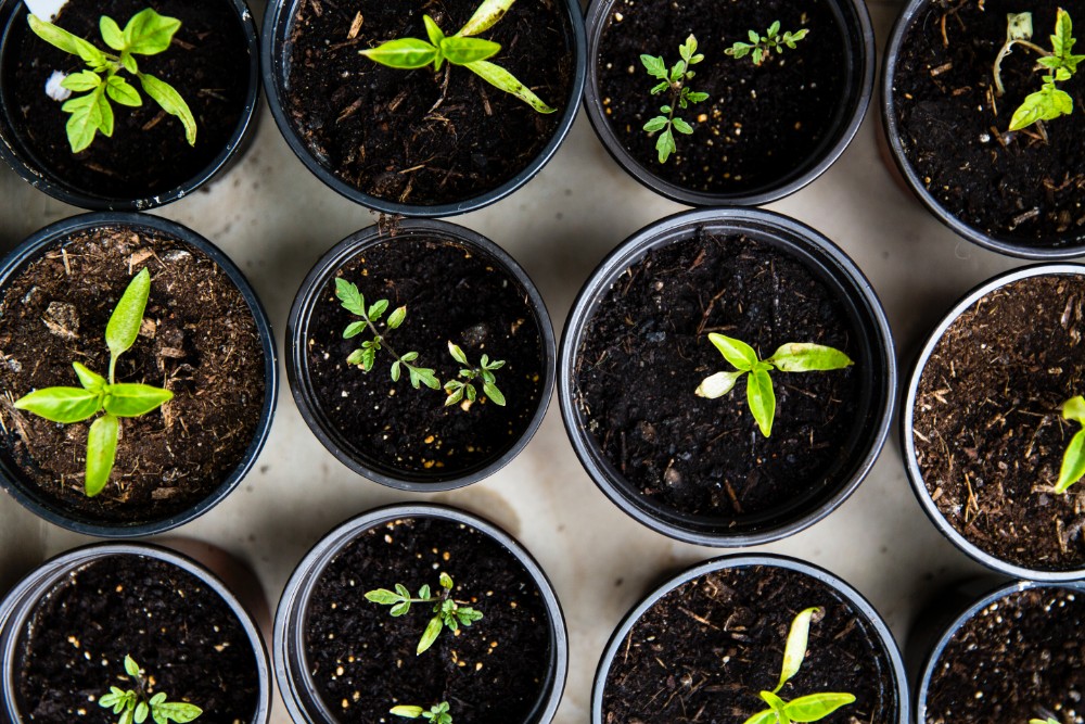 Five Things Everyone Wants to Know About Gardening