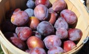 Plums for Steam Juicer