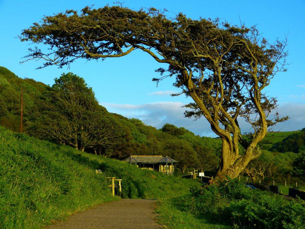 Homestead wind trees