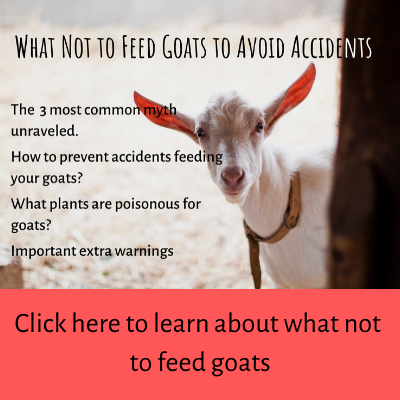 what not to feed goats