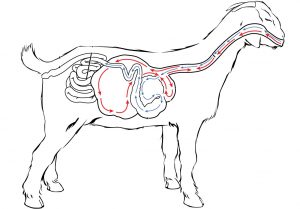 Digestive system goats
