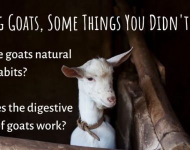 Feeding Goats, Some Things You Didn’t Know.