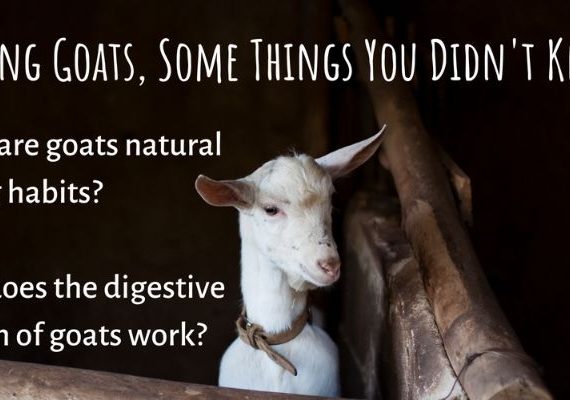 Feeding Goats, Some Things You Didn’t Know.