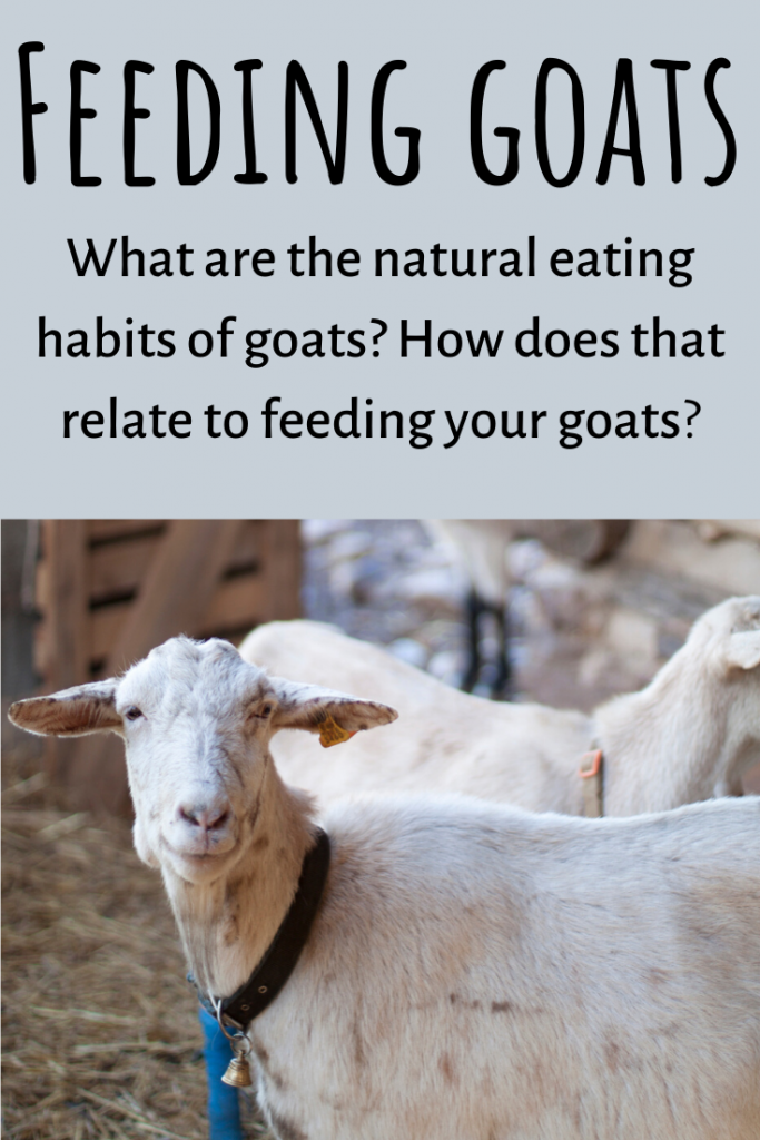 What do goats eat?