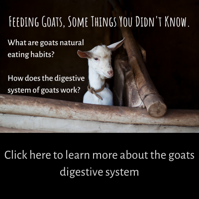 Goat Herding Tips: Common Goat-Keeping Mistakes to Avoid - Grit