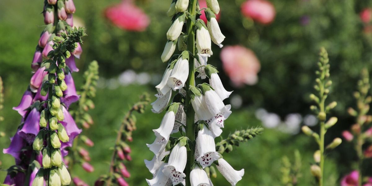 What Not to Feed Goats to Avoid Accidents Terra do Milho