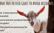 What not to feed your goats