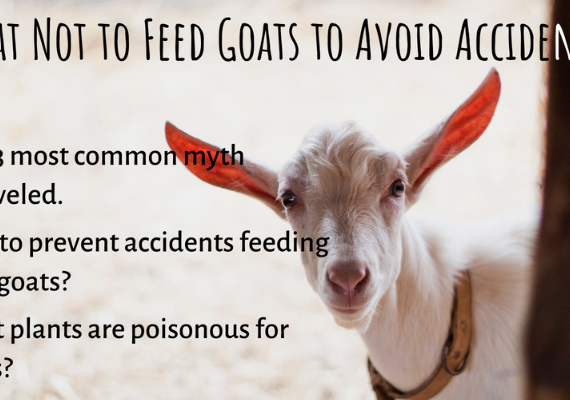 What Not to Feed Goats to Avoid Accidents