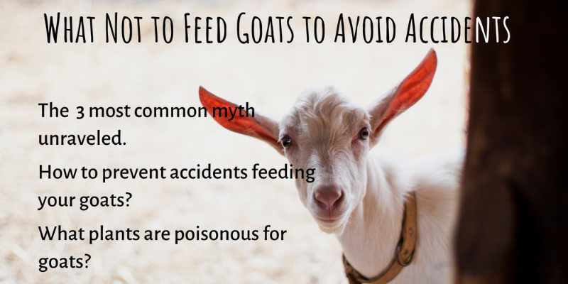 will dog food kill a goat