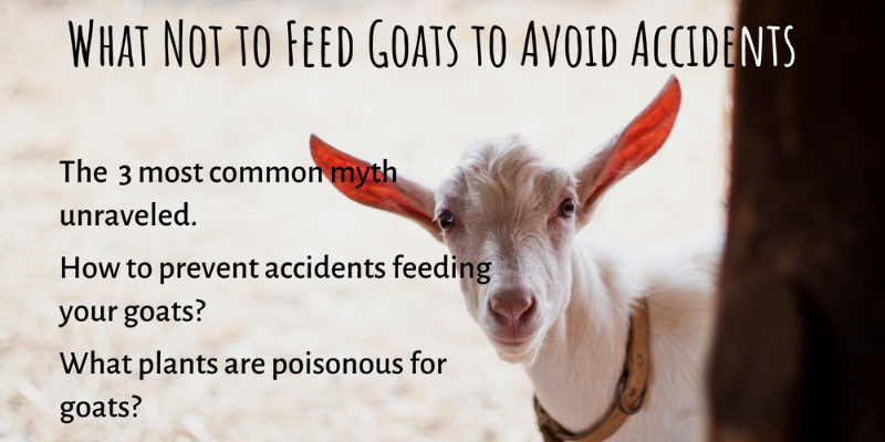 What Not to Feed Goats to Avoid Accidents - Terra do Milho