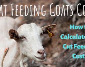 What Feeding Goats Costs