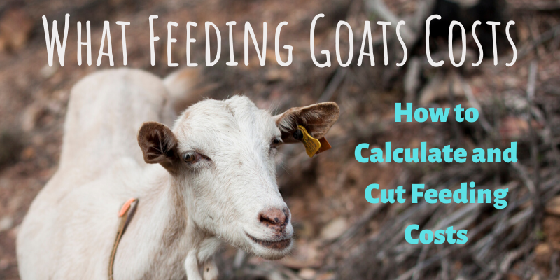 Feeding costs for goats, how to calculate and cut costs