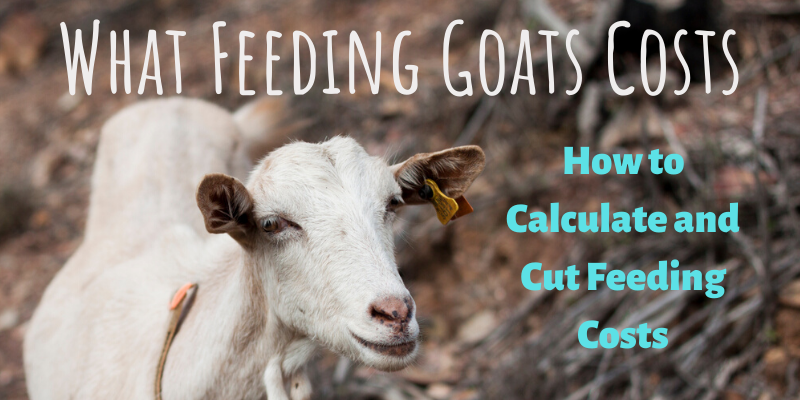 What Feeding Goats Costs Terra Do Milho Keeping Goats