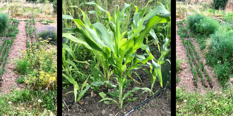 Our vegetable garden in Monchique. The picture is divided in three left and right there are rows of just planted vegetables, in the middle a big corn plant